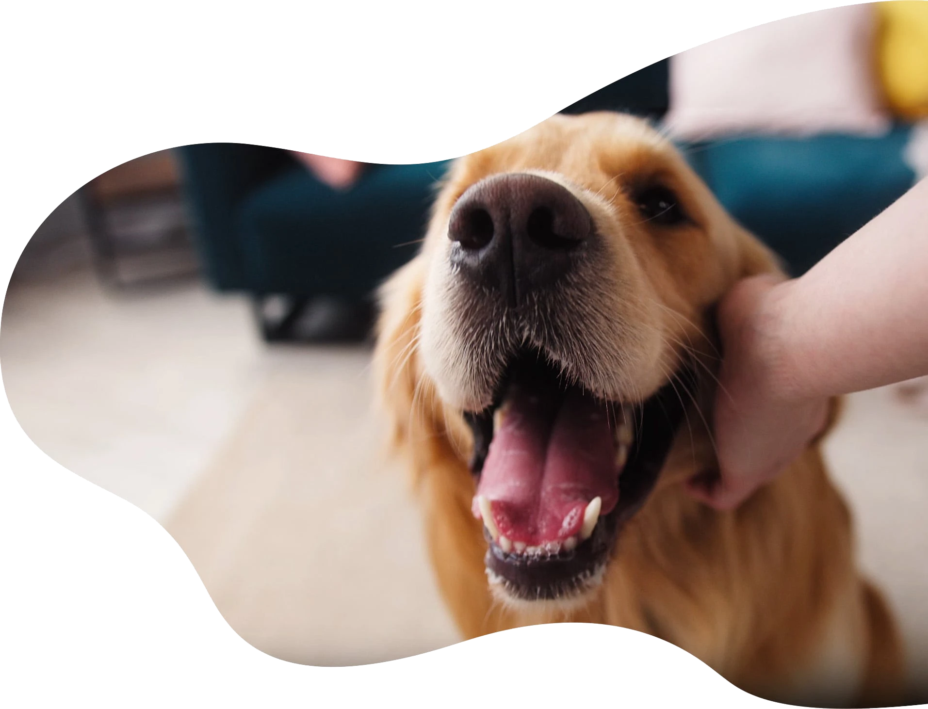 A happy labrador